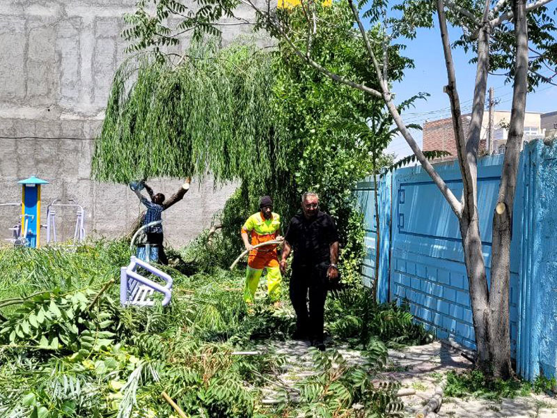 تصاویر درختان خسروشاه