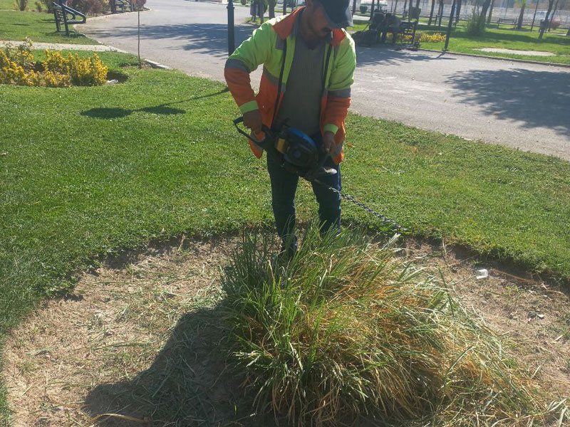 تصاویر درختان خسروشاه