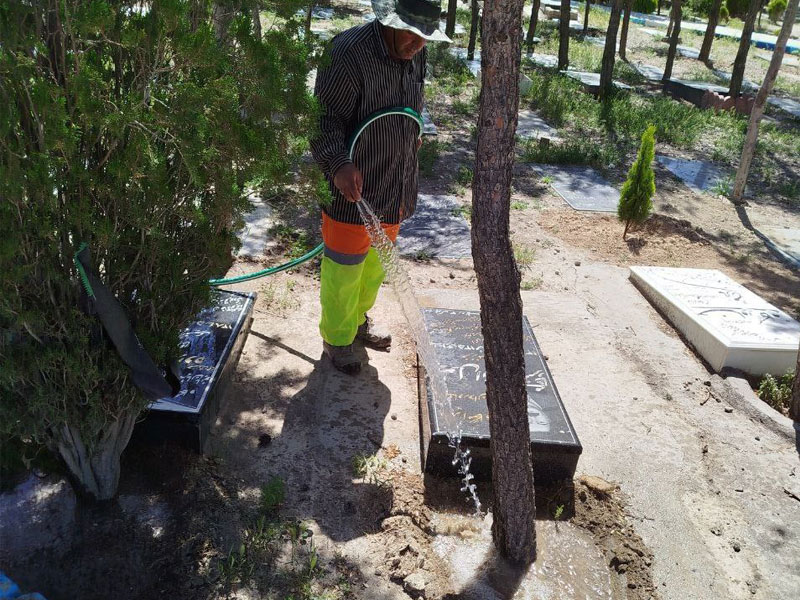 تصاویر درختان خسروشاه