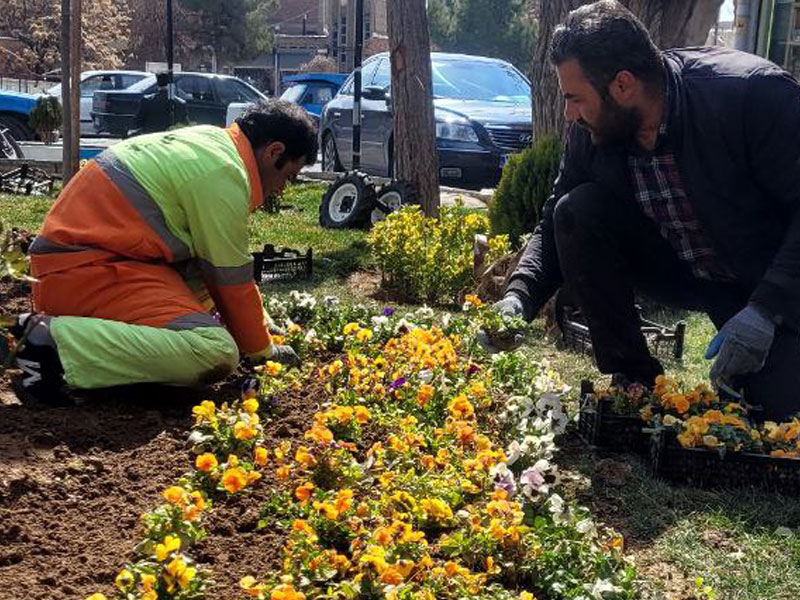 تصاویر درختان خسروشاه