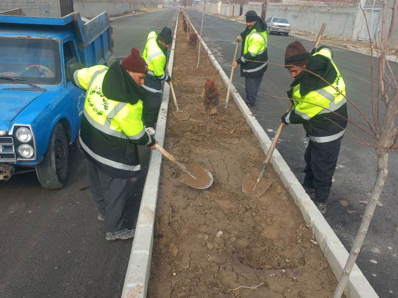 تصاویر درختان خسروشاه