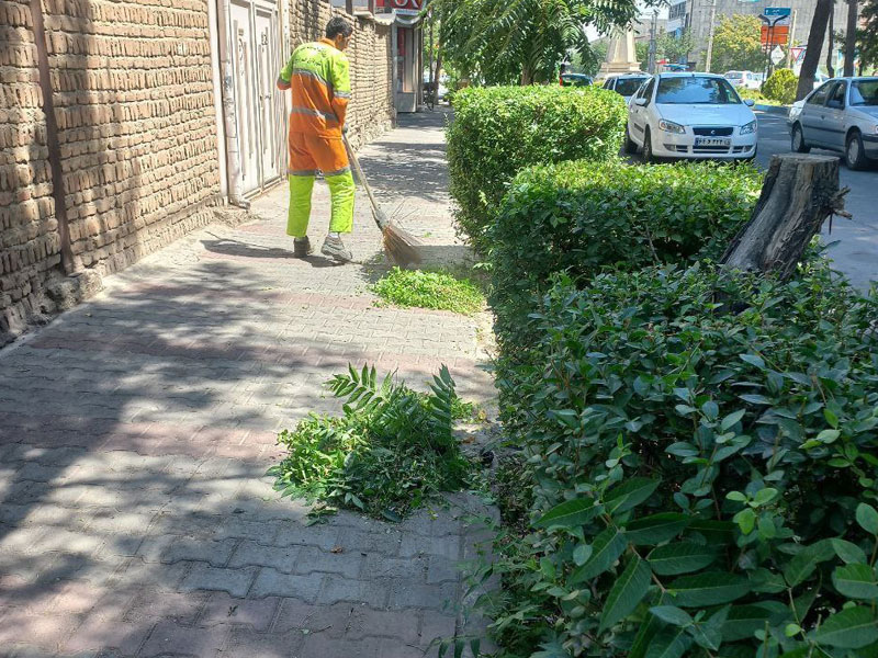 تصاویر درختان خسروشاه